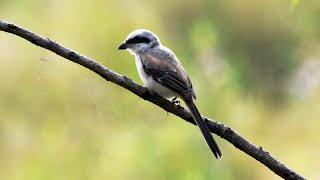 Bird call  Long tailed Shrike [upl. by Ardnola]