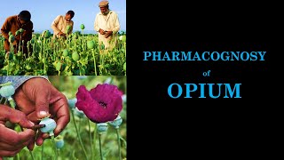 Pharmacognosy and Phytochemistry of Opium  Processing of Raw Opium  afeem Morphine  Heroin [upl. by Olympe]