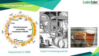 Recombinant Protein and Its Expression Systems [upl. by Balkin]