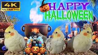 Cockatiel singing  relaxing sounds  🎃 HALLOWEEN SPECIAL 🎃 [upl. by Sanez388]