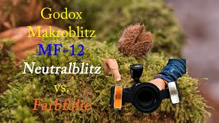 Godox MF12 Makroblitz  kleine Waldmotive Makrobilder Neutralblitz vs mit orangener Farbfolie [upl. by Nnayhs]