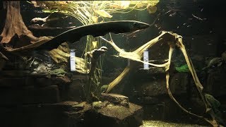 Zitteraal und Harnischwelse Zoo Aquarium Berlin 2018 4K [upl. by Aynosal759]