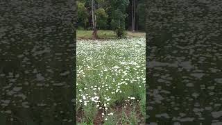 pyrethrum plants [upl. by Yrovi]