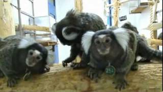 Why Do Common Marmosets Make Unsuitable Pets [upl. by Ahcsim]