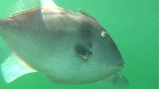 Triggerfish in Nova Scotia [upl. by Ettedo]