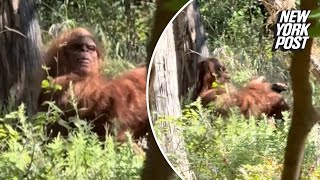 Bigfoot captured in wild viral video by terrified hiker ‘Scariest moment of my life’ [upl. by Dottie]