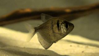 Gymnocorymbus Ternetzi HD  clip 01  Black Widow Tetra [upl. by Nnateragram703]