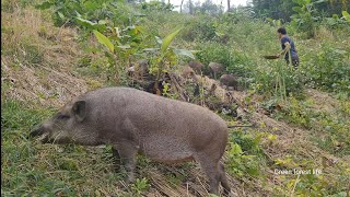 Grazing wild boar in the mountains Survival Instinct Wilderness Alone ep115 [upl. by Harneen]