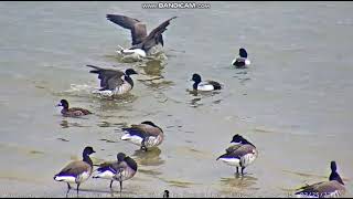 22523 NJ osprey cam 2 males and 1 female lesser scaups [upl. by Bikales]