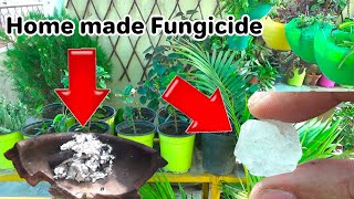 Free Home remedy  How to Make Homemade Fungicide for Plants [upl. by Aliuqa]