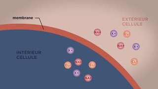 MOOC côté cours  Le transport direct au travers des membranes [upl. by Nuaj235]