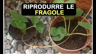 MOLTIPLICARE LE FRAGOLE [upl. by Atla302]