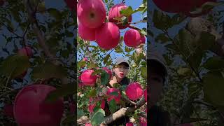 Apple farm the picking and harvesting apple from the farm fruit landscape satisfying [upl. by Werd]