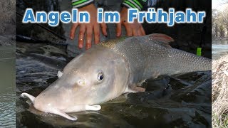 Angeln am Fluss im zeitigen Frühjahr  Fischen an der Donau [upl. by Nossyla656]