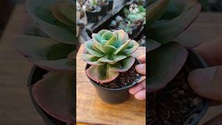 Echeveria mandalasuculentas plants 🌱 [upl. by Alag493]