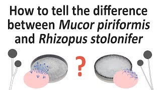 004 How to tell the difference between Mucor piriformis and Rhizopus stolonifer [upl. by Akimahs]