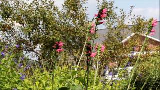 Rubythroat hummingbird using salvia oxyphora [upl. by Armbruster]