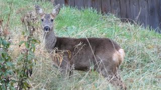 Roe deers visit [upl. by Roseanna]