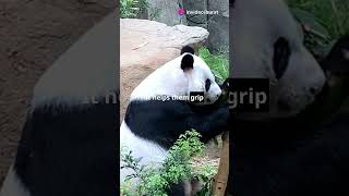 Amazing Things Pandas Can Do [upl. by Fitzger]