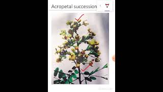 Acropetal succession [upl. by Tompkins]