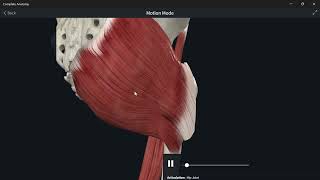 Lumbosacral plexus 13  Nerve to quadratus femoris شرح [upl. by Ohploda837]