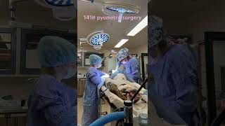 140 pound pyometra surgery in a St Bernard [upl. by Aninaig]