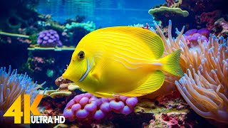 Aquarium 4K VIDEO ULTRA HD 🐠 Beautiful Coral Reef Fish  Relaxing Sleep Meditation Music 77 [upl. by Leonor]