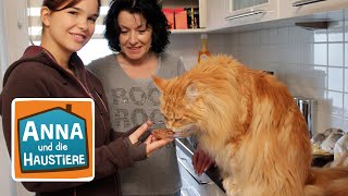 Maine Coon  Reportage für Kinder  Anna und die Haustiere [upl. by Ahseital]