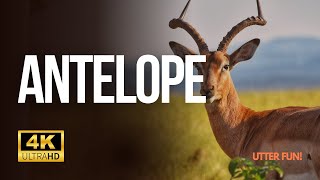 Majestic 4K Antelope in the Wild 🦌  Soothing Nature Sounds amp Relaxing Music [upl. by Arreip]