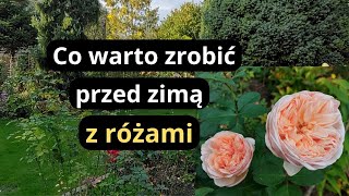 Zrób koniecznie teraz ten zabieg a róże lepiej przezimują rabaty różane jesienią [upl. by Fanchette]