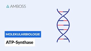 ATPSynthase Schlüsselprotein des Energiestoffwechsels  Biochemie  AMBOSS Video [upl. by Heathcote]