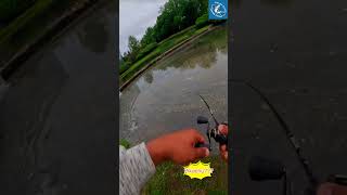 Pikachu as bait fishing carps carp [upl. by Idihc]