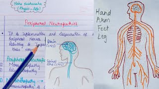 Peripheral Neuropathies  types  causes treatment [upl. by Esidnac651]