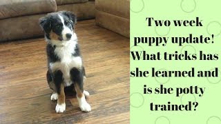 2 week puppy updateHow to potty train a puppy in less than a week Plus teaching tricks [upl. by Yhtuv740]