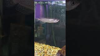 Jardine Arowana eating a little bit jardine arowanafeeding Arowana clownloach aquarium [upl. by Marler]