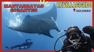 REVILLAGIGEDO  MANTARRAYAS GIGANTES de más de 5 METROS  😯 😍  📍Socorro [upl. by Grobe153]