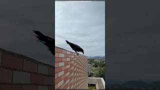 The unique way crows protect themselves from worms and parasite Ant baths science sciencefacts [upl. by Ydoow28]