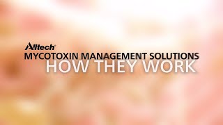 Mycotoxin Management Solutions  How Theyre Made and How They Work [upl. by Bern]