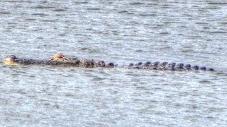 Alligator Hunts Turtle and Pied Billed Grebe [upl. by Augustin]