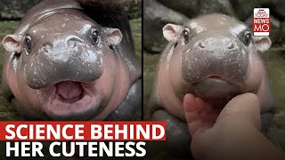 Viral Baby Pygmy Hippo Moo Deng Scientists Break Down Her Pookie Appeal [upl. by Ardied]