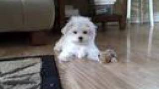 Cali Playing  Cute Maltese Puppy [upl. by Bernadine616]