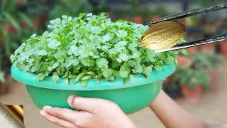 SECRET TRICK TO GROW ENORMOUS CORIANDER CILANTRO AT HOME [upl. by Oniram77]