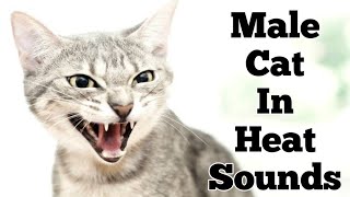 Male cat calling female  Male cats in heat meowing  Male cat in heat sounds [upl. by Notled]