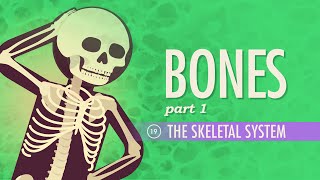 The Skeletal System Crash Course Anatomy amp Physiology 19 [upl. by Nailliw]