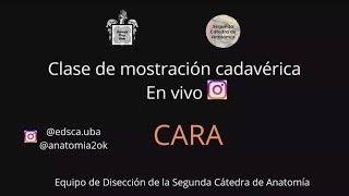 E11  Mostración cadavérica Cara  EDSCA  Anatomía 2  FMed UBA [upl. by Ennagrom]