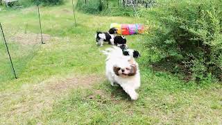 Shih Tzu Zone Crazy Zoomies [upl. by Derwin]