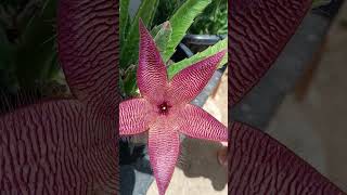 Stapelia hirsutacacto estrelaplantasflores shortes [upl. by Lavery188]