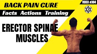 Erector Spinae Functions Back Pain Cure [upl. by Esydnac]