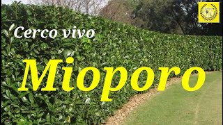 Cuidados del Mioporo o Siempre verde  Plantas para cerco vivo [upl. by Edalb]