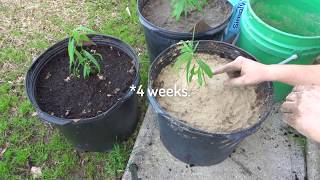 Grow Peaches from Seed to Sapling EASY METHOD READ DESCRIPTION FOR TIPS [upl. by Yrohcaz344]